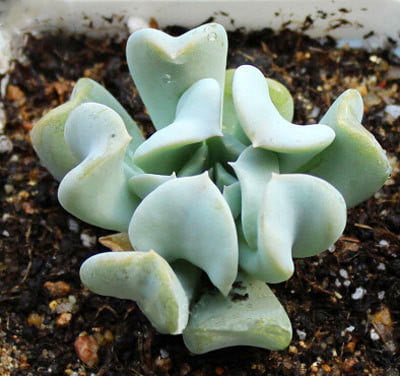 Mixed Lithops Succulent Seeds – Living Stones Plant Seeds for Planting, 100 Seeds Pack - Image 13