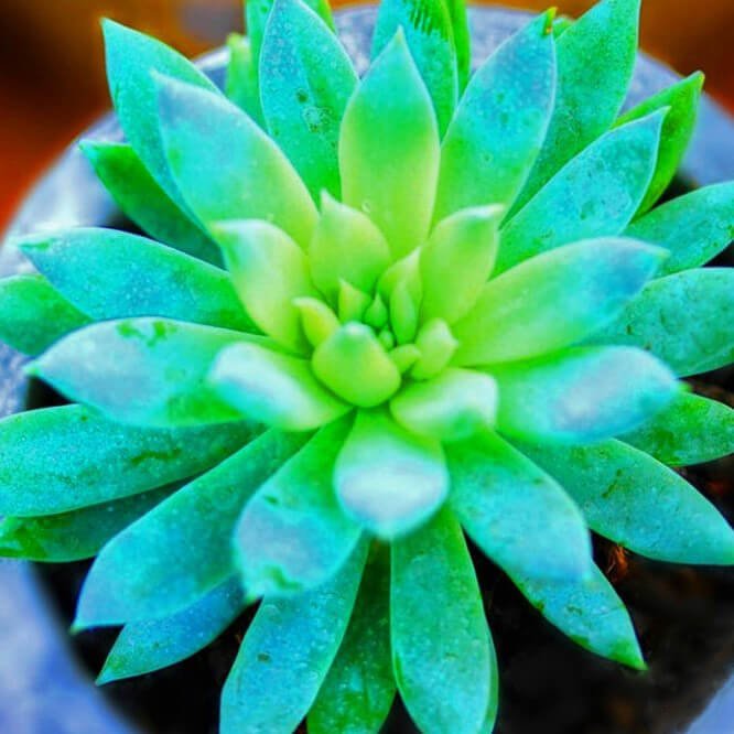 Mixed Succulent Seeds – Multi-Variety Cactus & Succulent Seeds for Planting, 100 Seeds Pack - Image 13