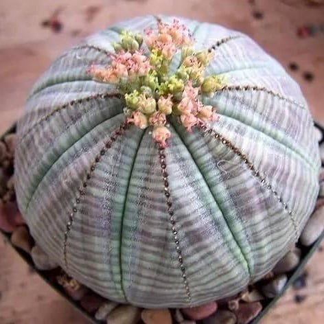 Astrophytum Cactus Seeds – Rare Assorted Succulent Cactus Seeds for Planting, 100 Seeds Pack - Image 13