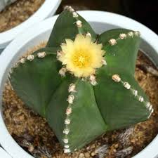 Astrophytum Ornatum Seeds – Rare Cactus Succulent Seeds for Planting, 100 Seeds Pack - Image 13