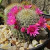 Astrophytum Cactus Seeds – Succulent & Cactus Seeds for Planting, 100 Seeds Pack - Image 13