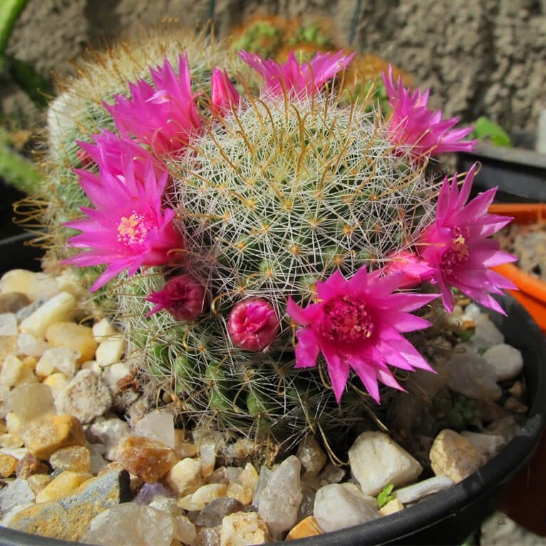 Astrophytum Cactus Seeds – Succulent & Cactus Seeds for Planting, 100 Seeds Pack - Image 13