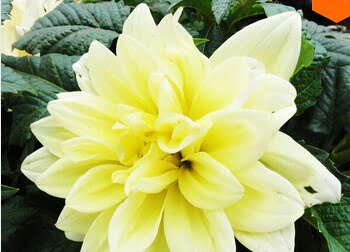 Dahlia Bulb – White & Red Garden Flower Bulb for Planting, 1 Bulb Pack - Image 13