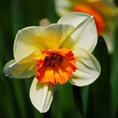 Daffodil Bulb – Multi-Color Bonsai Garden Flower Bulb for Planting, 1 Bulb Pack - Image 14