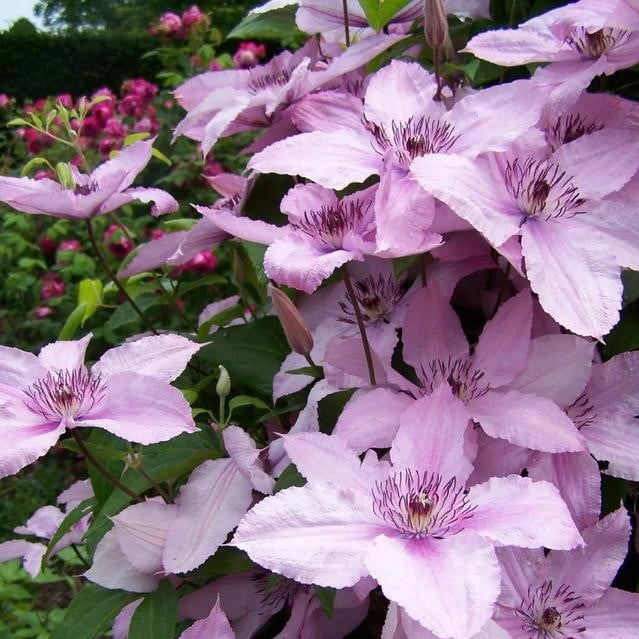 Climbing Clematis Bulb – Mixed Variety Garden Flower Bulb for Planting, 1 Bulb Pack - Image 14