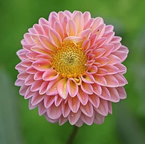 Dahlia Bulb – Beautiful Indoor Bonsai Flower Bulb for Home Garden Planting, 1 Bulb Pack - Image 14
