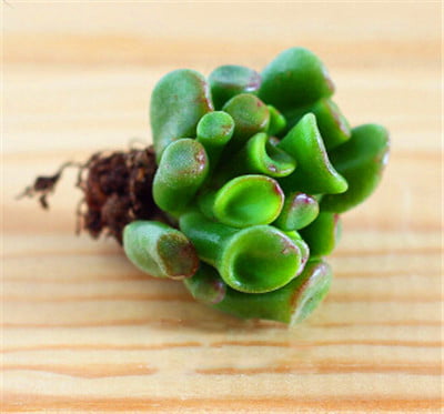 Mixed Lithops Succulent Seeds – Living Stones Plant Seeds for Planting, 100 Seeds Pack - Image 14