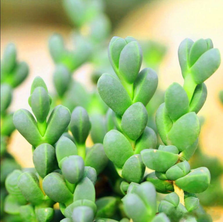 Mixed Succulent Seeds – Multi-Variety Cactus & Succulent Seeds for Planting, 100 Seeds Pack - Image 14