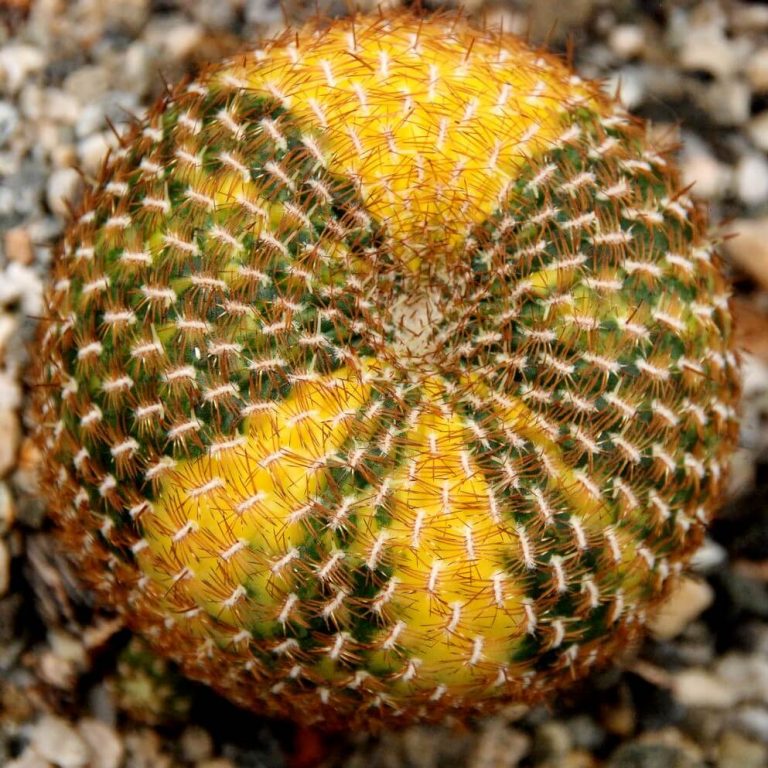 Astrophytum Cactus Seeds – Rare Assorted Succulent Cactus Seeds for Planting, 100 Seeds Pack - Image 14