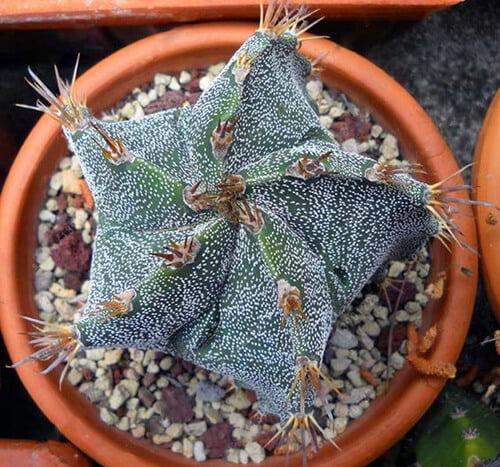 Astrophytum Ornatum Seeds – Rare Cactus Succulent Seeds for Planting, 100 Seeds Pack - Image 14