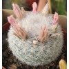 Astrophytum Cactus Seeds – Succulent & Cactus Seeds for Planting, 100 Seeds Pack - Image 14