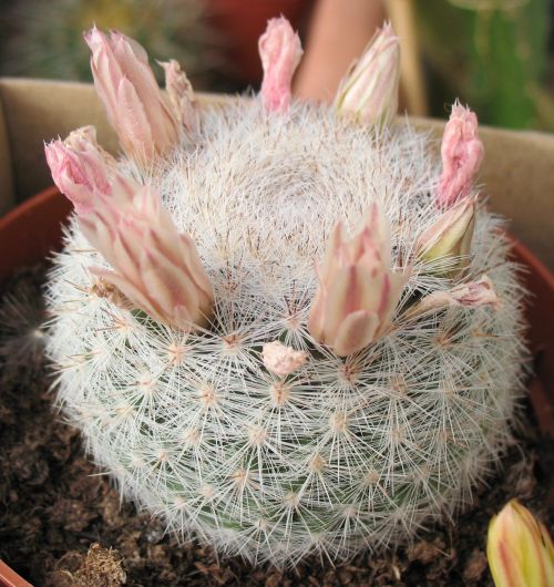 Astrophytum Cactus Seeds – Succulent & Cactus Seeds for Planting, 100 Seeds Pack - Image 14