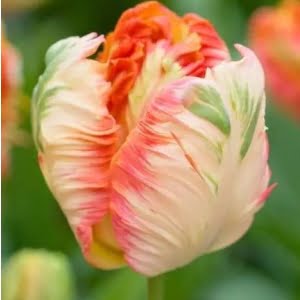 Mixed Color Tulip Flower Seeds – Mixed Variety Garden Tulip Seeds for Planting, 100 Seeds Pack - 13