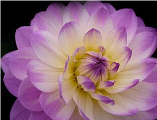 Dahlia Bulb – White & Red Garden Flower Bulb for Planting, 1 Bulb Pack - Image 14