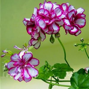 24 Color Dwarf Geranium Seeds – Mixed Color Geranium Flower Seeds for Garden Planting, 50 Seeds Pack - 13