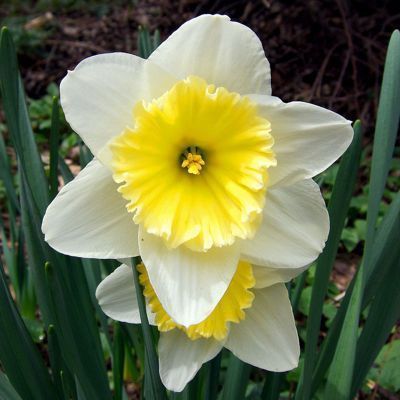 Daffodil Bulb – Multi-Color Bonsai Garden Flower Bulb for Planting, 1 Bulb Pack - Image 15