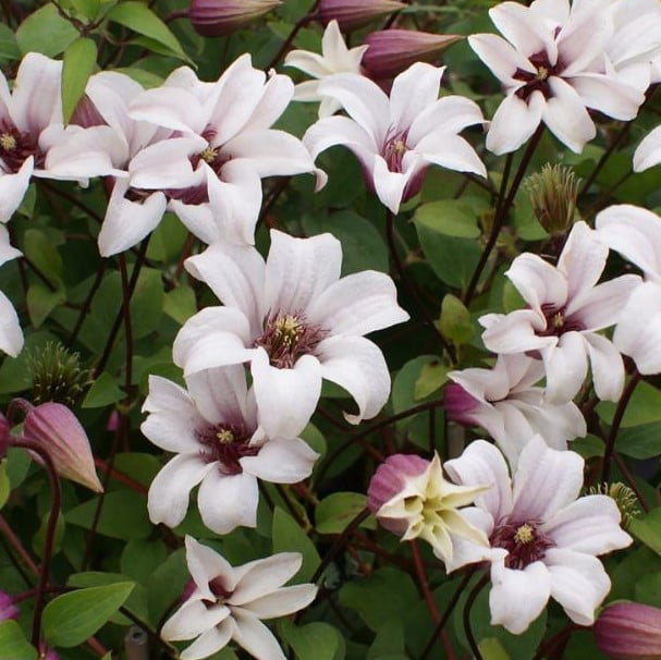 Climbing Clematis Bulb – Mixed Variety Garden Flower Bulb for Planting, 1 Bulb Pack - Image 15