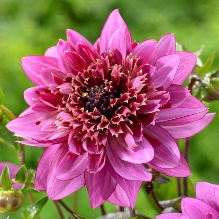 Dahlia Bulb – Beautiful Indoor Bonsai Flower Bulb for Home Garden Planting, 1 Bulb Pack - Image 15