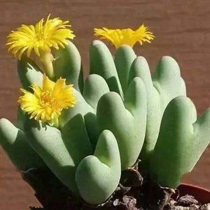 Rare Succulent Seeds – Assorted Cactus & Succulent Seeds for Planting, 100 Seeds Pack - Image 15