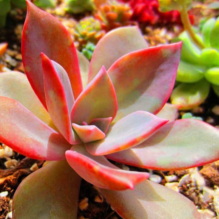 Mixed Succulent Seeds – Multi-Variety Cactus & Succulent Seeds for Planting, 100 Seeds Pack - Image 15