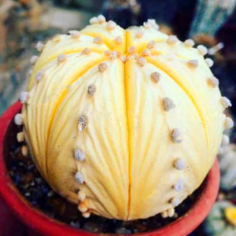 Astrophytum Cactus Seeds – Rare Assorted Succulent Cactus Seeds for Planting, 100 Seeds Pack - Image 15
