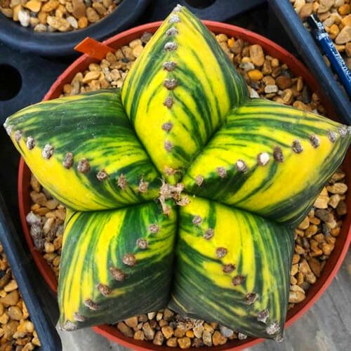 Astrophytum Ornatum Seeds – Rare Cactus Succulent Seeds for Planting, 100 Seeds Pack - Image 15