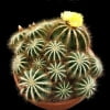 Astrophytum Cactus Seeds – Succulent & Cactus Seeds for Planting, 100 Seeds Pack - Image 15