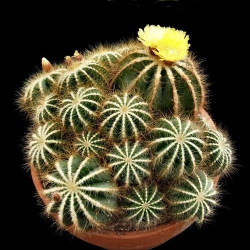 Astrophytum Cactus Seeds – Succulent & Cactus Seeds for Planting, 100 Seeds Pack - Image 15