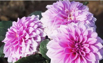 Dahlia Bulb – White & Red Garden Flower Bulb for Planting, 1 Bulb Pack - Image 15