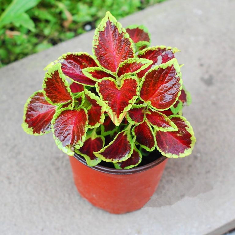 Rare Coleus Seeds – Colorful Garden Foliage Plant Seeds for Planting, 100 Seeds Pack - Image 16