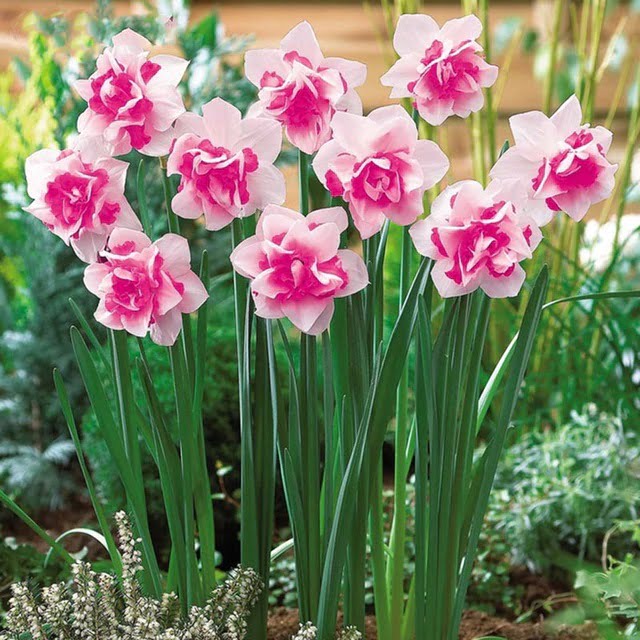 Daffodil Bulb – Multi-Color Bonsai Garden Flower Bulb for Planting, 1 Bulb Pack - Image 16