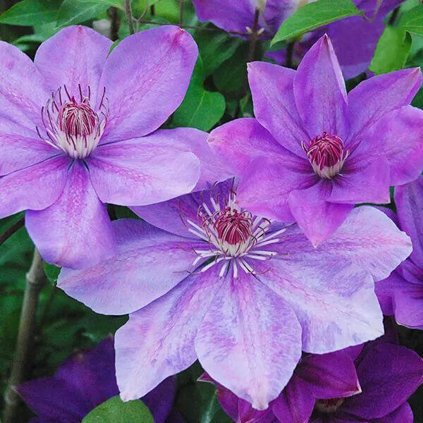 Climbing Clematis Bulb – Mixed Variety Garden Flower Bulb for Planting, 1 Bulb Pack - Image 16