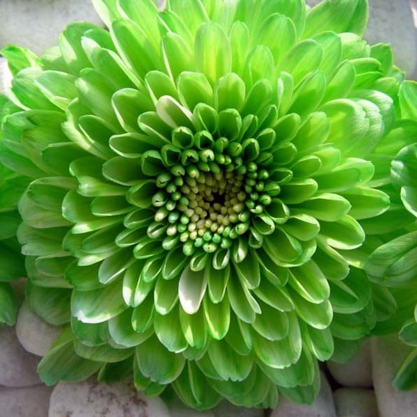 Dahlia Bulb – Beautiful Indoor Bonsai Flower Bulb for Home Garden Planting, 1 Bulb Pack - Image 16