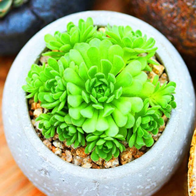 Mixed Succulent Seeds – Multi-Variety Cactus & Succulent Seeds for Planting, 100 Seeds Pack - Image 16