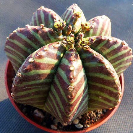 Astrophytum Ornatum Seeds – Rare Cactus Succulent Seeds for Planting, 100 Seeds Pack - Image 16