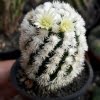 Astrophytum Cactus Seeds – Succulent & Cactus Seeds for Planting, 100 Seeds Pack - Image 16