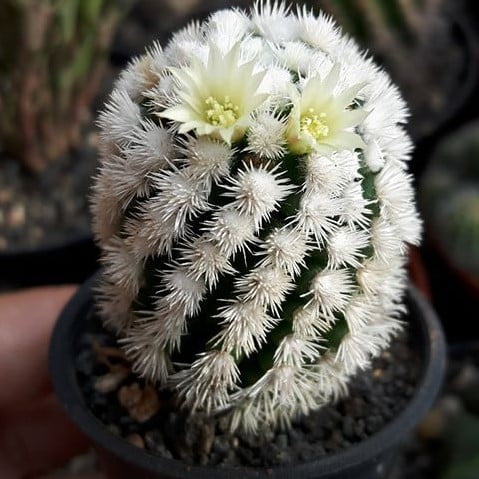 Astrophytum Cactus Seeds – Succulent & Cactus Seeds for Planting, 100 Seeds Pack - Image 16