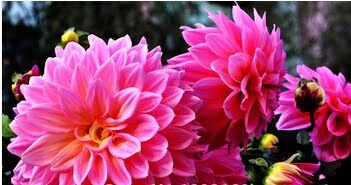Dahlia Bulb – White & Red Garden Flower Bulb for Planting, 1 Bulb Pack - Image 16