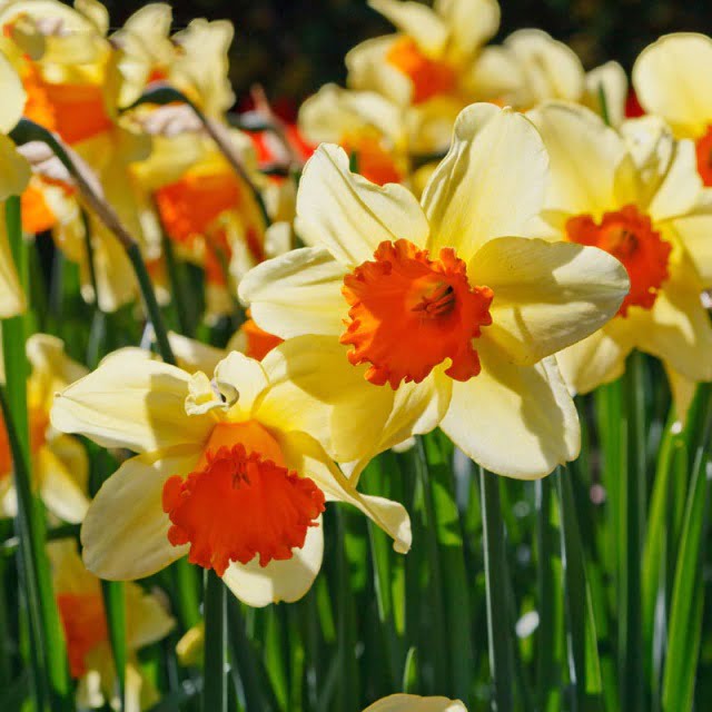 Daffodil Bulb – Multi-Color Bonsai Garden Flower Bulb for Planting, 1 Bulb Pack - Image 17