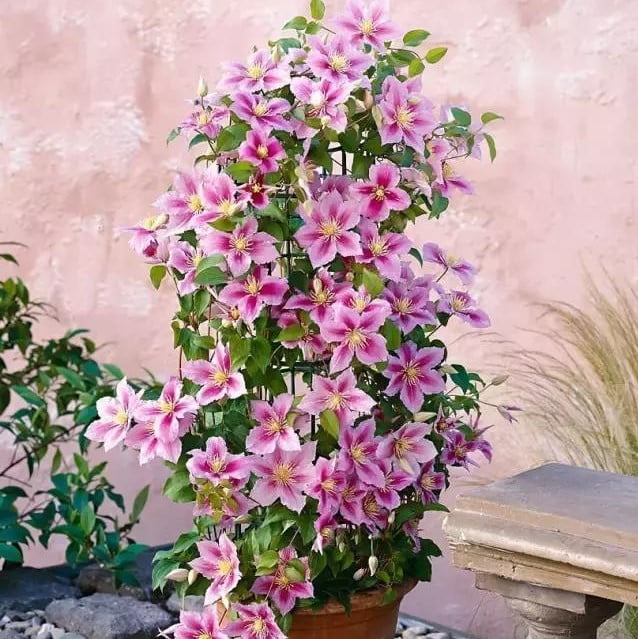Climbing Clematis Bulb – Mixed Variety Garden Flower Bulb for Planting, 1 Bulb Pack - Image 17