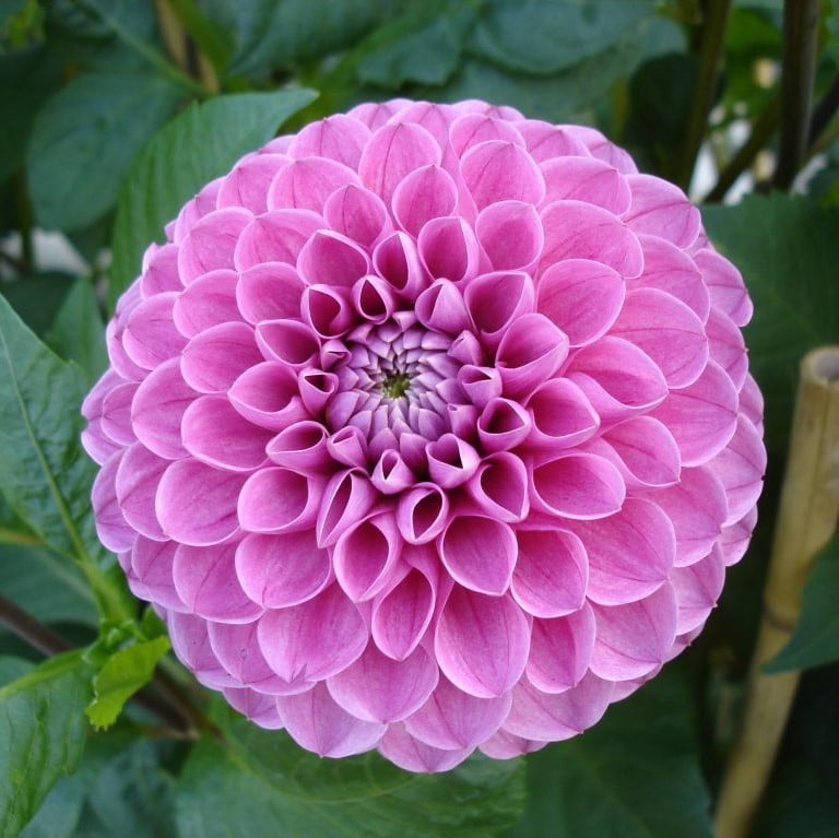 Dahlia Bulb – Beautiful Indoor Bonsai Flower Bulb for Home Garden Planting, 1 Bulb Pack - Image 17