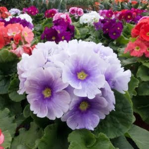 Primula Malacoides Flower Seeds – Multi-Color Fairy Primrose Seeds for Garden Planting, 200 Seeds Pack - 16