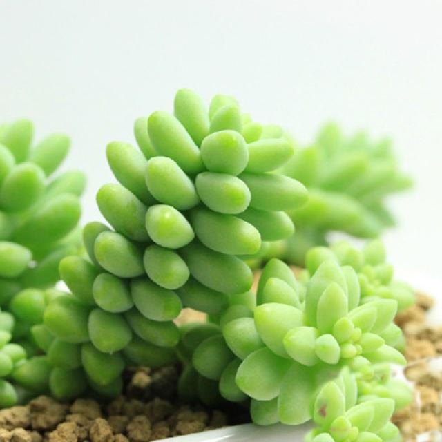Mixed Succulent Seeds – Multi-Variety Cactus & Succulent Seeds for Planting, 100 Seeds Pack - Image 17