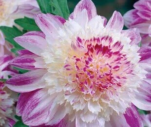 Dahlia Bulb – White & Red Garden Flower Bulb for Planting, 1 Bulb Pack - Image 17
