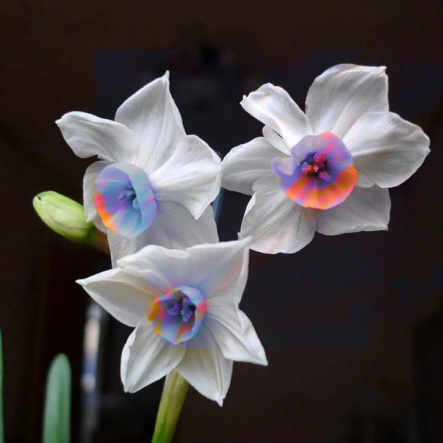 Daffodil Bulb – Multi-Color Bonsai Garden Flower Bulb for Planting, 1 Bulb Pack - Image 18