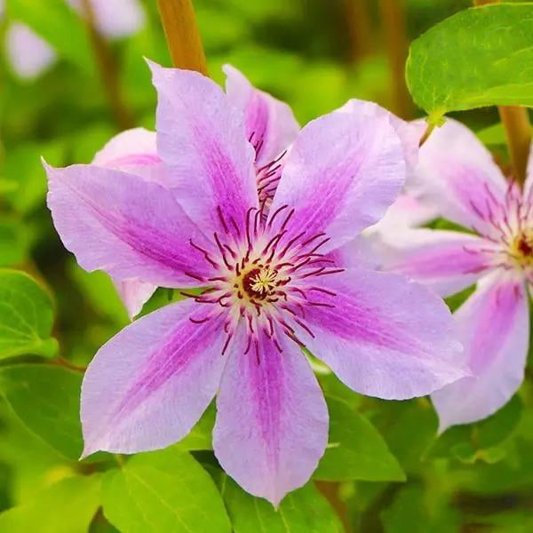 Climbing Clematis Bulb – Mixed Variety Garden Flower Bulb for Planting, 1 Bulb Pack - Image 18