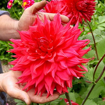 Dahlia Bulb – Beautiful Indoor Bonsai Flower Bulb for Home Garden Planting, 1 Bulb Pack - Image 18