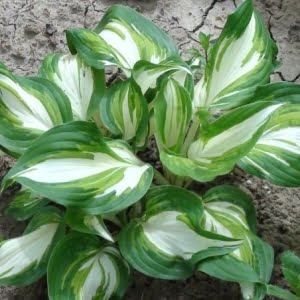 Mixed Hosta Seeds – Multi-Variety Ground Cover Garden Plant Seeds for Planting, 100 Seeds Pack - 17
