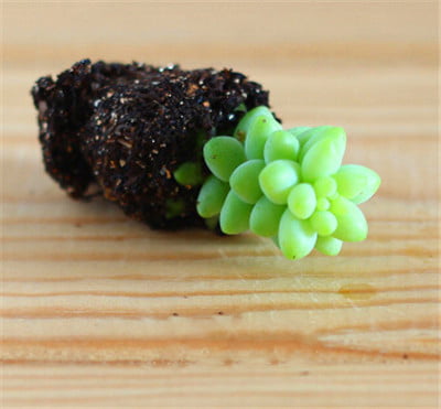 Mixed Lithops Succulent Seeds – Living Stones Plant Seeds for Planting, 100 Seeds Pack - Image 18
