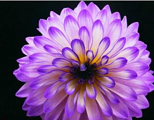 Dahlia Bulb – White & Red Garden Flower Bulb for Planting, 1 Bulb Pack - Image 18